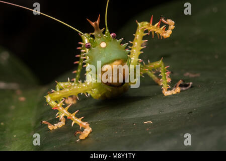 Eine stachelige & räuberischen katydid aus den peruanischen Dschungel. Stockfoto