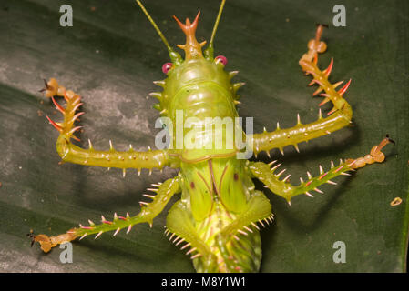 Eine stachelige & räuberischen katydid aus den peruanischen Dschungel. Stockfoto