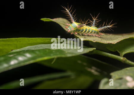 Ein Stechen slug Motte Caterpillar, die hübschen Farben potentielle Raubtiere weg bleiben wie die Raupe packs einen schmerzhaften Stich warnen. Stockfoto