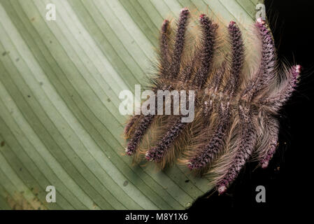 Eine wirklich bizarre Caterpillar aus der Familie Limacodidae auch als die slug Motten bekannt. Stockfoto