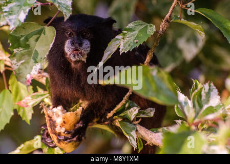 Saddleback Tamarin aus Peru. Stockfoto