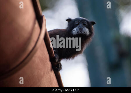 Saddleback Tamarin aus Peru. Stockfoto