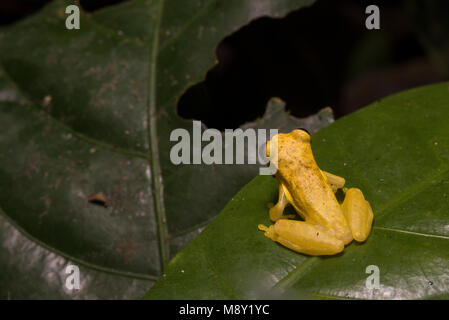 Eine helle gelbe clown Laubfrosch (Dendropsophus Arten) aus dem Dschungel von Peru. Stockfoto