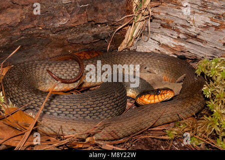 Red-bellied Wasser Schlange (Nerodia erythrogaster) Stockfoto