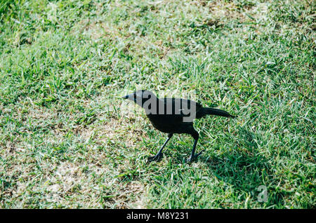 Kubanische Blackbird zu Fuß auf den Rasen in einem Park Stockfoto