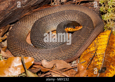 Red-bellied Wasser Schlange (Nerodia erythrogaster) Stockfoto