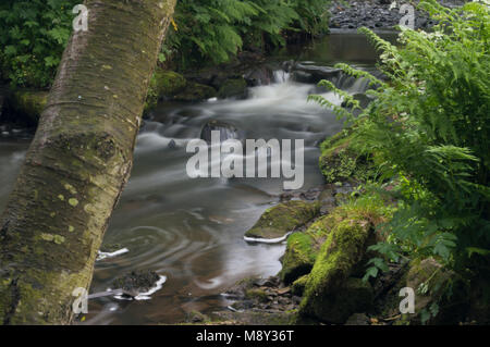 Fließendes Wasser milchig weiß durch einen langen Exposition fließt um Grün und Braun Moos bedeckt Felsen. Stockfoto