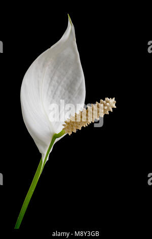 Spathiphyllum wallisii (Frieden Lilly) weiße Blume auf einem schwarzen Hintergrund, Makro clousep Stockfoto