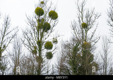 Parasitäre Mistel Viscum album wächst auf Bäumen. Stockfoto