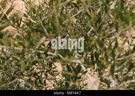 Olea europaea Baum im Garten Stockfoto