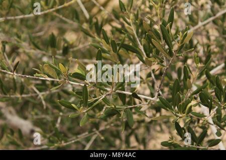 Olea europaea Baum im Garten Stockfoto