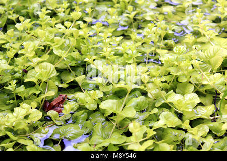 Frosch sitzend in einem Teich Stockfoto