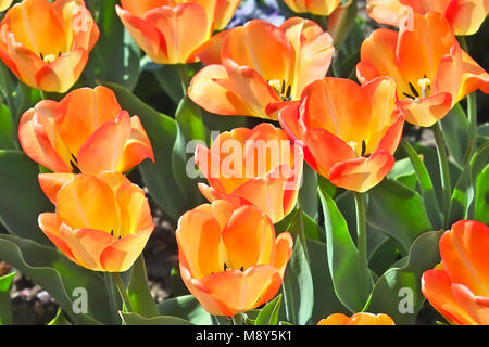 Tulip American Dream (Tulipa, Liliaceae), Blumen im Frühling Stockfoto