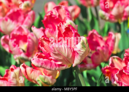 Tulpen Apricot Parrot (Tulipa, Liliaceae), Blumen im Frühling Stockfoto