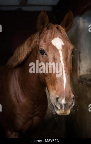 Porträt einer wunderschönen Bucht Pferd in einem Stall Stall Stockfoto