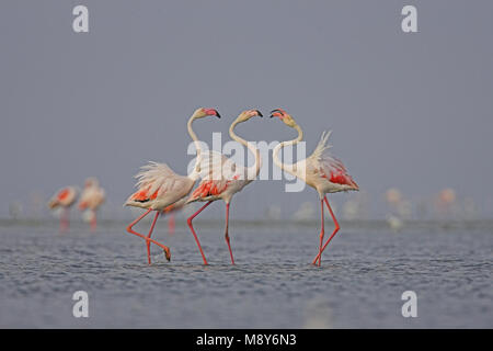 Flamingo in ondiep Wasser; größere Flamingo im flachen Wasser Stockfoto