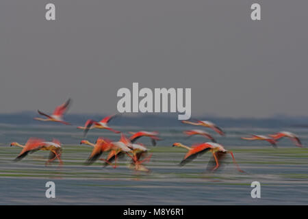 Flamingo in Vlucht; größere Flamingo im Flug Stockfoto