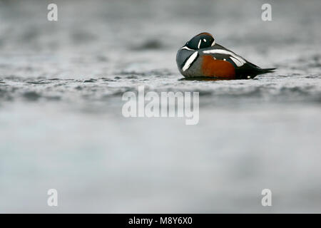 In IJslandse mannetje Harlekijneend rivier; Männliche Harlequin Duck in der isländischen Fluss Stockfoto