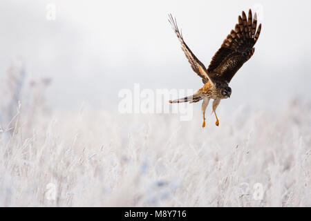 Juveniele Blauwe Kiekendief in de Vlucht; Juvenile Kornweihe im Flug Stockfoto
