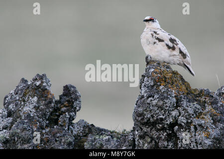 Alpensneeuwhoen op Rots; Rock Ptarmigan auf Felsen Stockfoto