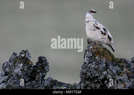 Alpensneeuwhoen op Rots; Rock Ptarmigan auf Felsen Stockfoto