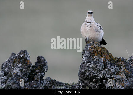 Alpensneeuwhoen op Rots; Rock Ptarmigan auf Felsen Stockfoto