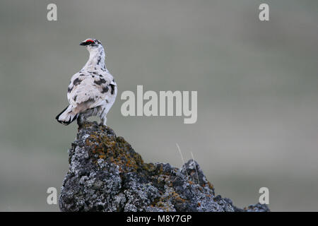 Alpensneeuwhoen op Rots; Rock Ptarmigan auf Felsen Stockfoto