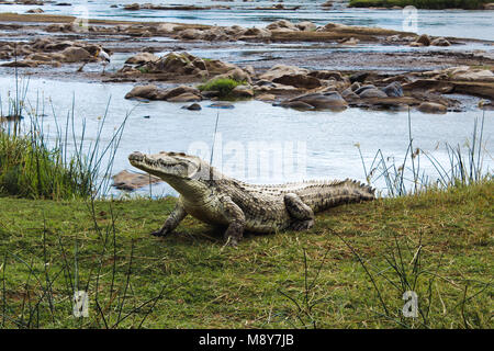 Ein Krokodil warten am Ufer im Tsavo Nationalpark in Kenia, Afrika Stockfoto