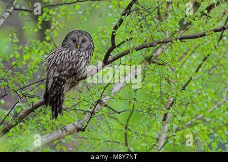 Oeraluil overdag in Boom; Ural Eule im Baum während daytima Stockfoto