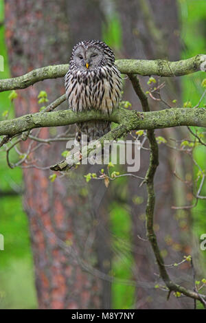 Oeraluil overdag in Boom; Ural Eule im Baum während daytima Stockfoto