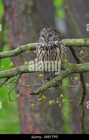 Oeraluil overdag in Boom; Ural Eule im Baum während daytima Stockfoto