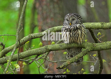 Oeraluil overdag in Boom; Ural Eule im Baum während daytima Stockfoto