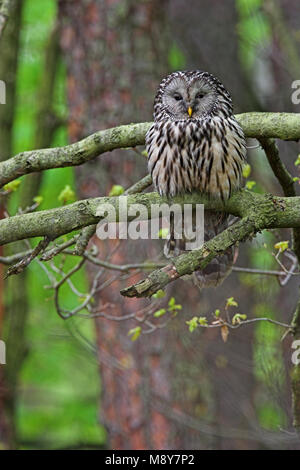 Oeraluil overdag in Boom; Ural Eule im Baum während daytima Stockfoto