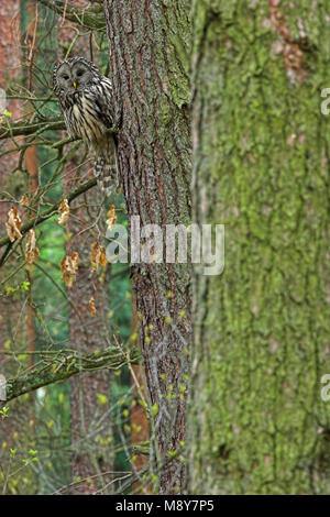 Oeraluil overdag in Boom; Ural Eule im Baum während daytima Stockfoto