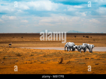 Weiße Elefanten in der Nähe von einem Pool von Wasser zusammen mit einem Strauß, im Tsavo Nationalpark in Kenia, Afrika Stockfoto