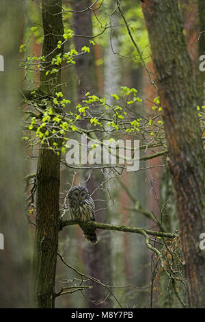 Oeraluil overdag in Boom; Ural Eule im Baum während daytima Stockfoto