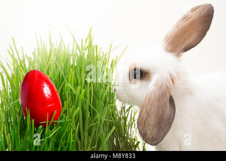 Osterhase frisst Gras. Rote Ostereier auf Gras. Stockfoto