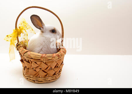 Ostern banny in Korb. Grauer Hintergrund mit kopieren. Stockfoto