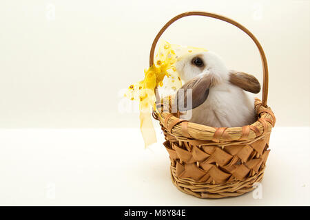 Osterhase im Korb auf grauem Hintergrund Stockfoto