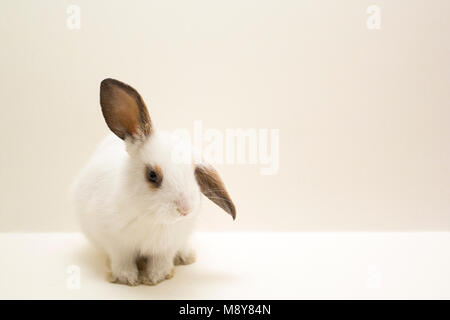 Kleine lop-eared Rabbit auf grauem Hintergrund. Stockfoto