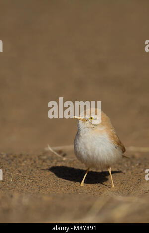 Afrikanische Wüste Warbler - Saharagrasmücke - Curruca deserti, Marokko Stockfoto