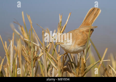 Afrikanische Wüste Warbler - Saharagrasmücke - Curruca deserti, Marokko Stockfoto