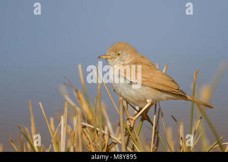 Afrikanische Wüste Warbler - Saharagrasmücke - Curruca deserti, Marokko Stockfoto