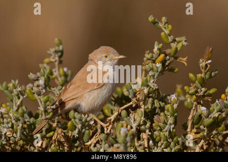 Afrikanische Wüste Warbler - Saharagrasmücke - Curruca deserti, Marokko Stockfoto