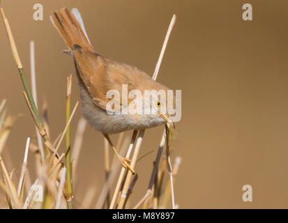 Afrikanische Wüste Warbler - Saharagrasmücke - Curruca deserti, Marokko Stockfoto