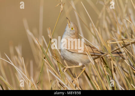 Afrikanische Wüste Warbler - Saharagrasmücke - Curruca deserti, Marokko Stockfoto