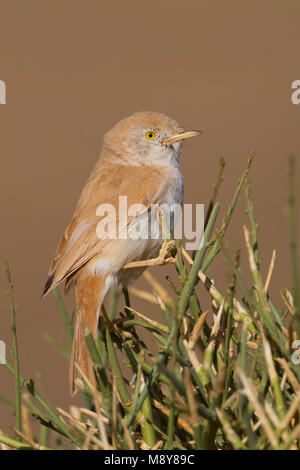 Afrikanische Wüste Warbler - Saharagrasmücke - Curruca deserti, Marokko Stockfoto