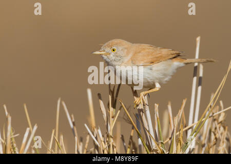 Afrikanische Wüste Warbler - Saharagrasmücke - Curruca deserti, Marokko Stockfoto