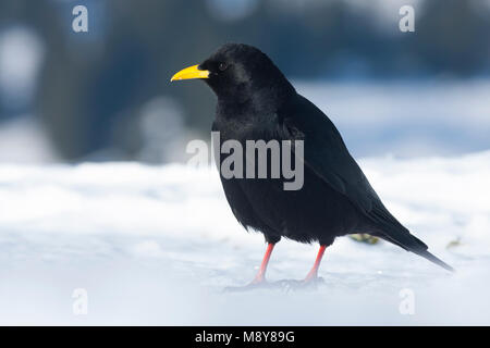 Alpine Chough - Alpendohle - Pyrrhocorax ochotonidae ssp. ochotonidae, Deutschland Stockfoto