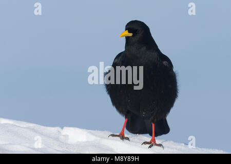 Alpine Chough - Alpendohle - Pyrrhocorax ochotonidae ssp. ochotonidae, Deutschland Stockfoto